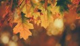 27 zajímavostí v barvách podzimu