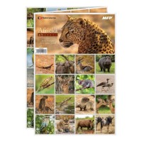 Pexeso - Africká abeceda - 5300997