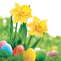 Velikonoční ubrousky Daisy L - Daffodils with Colorful Eggs - SD_WL_007101