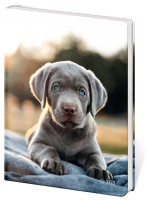 Památník čistý - Pup - CMK0794