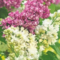 Ubrousky Gomar L - Syringa - 21903