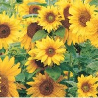 Ubrousky Gomar L - Field of sunflowers - 20 ks - 21294