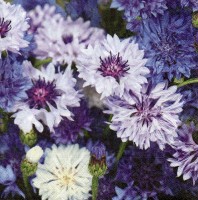 Ubrousky Gomar L - Cornflowers - 200082