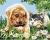 Diamantový obrázek - Kotě a štěně na louce 30x40cm - 1006961